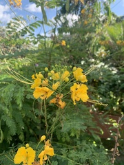 Caesalpinia pulcherrima image