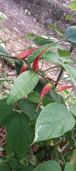 Heliconia latispatha image