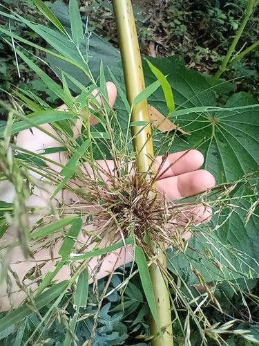Merostachys skvortzovii
