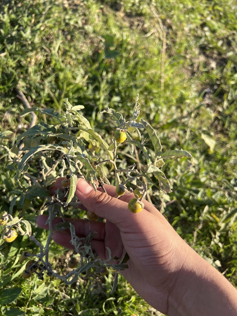 silverleaf-nightshade-from-design-district-dallas-tx-us-on-december