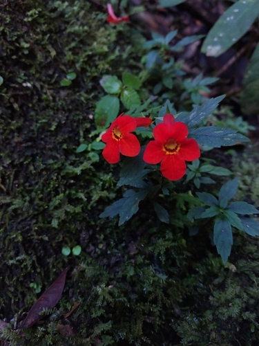 Achimenes admirabilis
