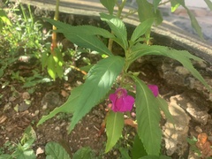 Impatiens balsamina image