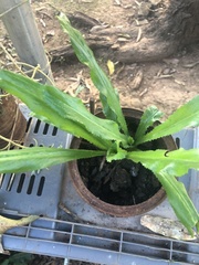 Eryngium foetidum image