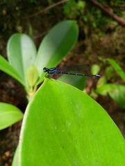 Argia oculata image
