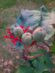 Jatropha podagrica image