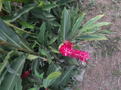 Alpinia purpurata image