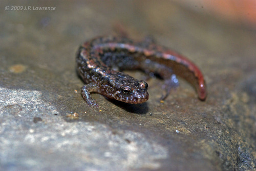 Northern Dusky Salamander