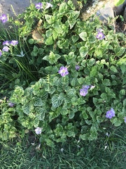 Asystasia gangetica image