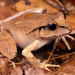 Sandpaper Frog - Photo (c) Jono Dashper, all rights reserved, uploaded by Jono Dashper
