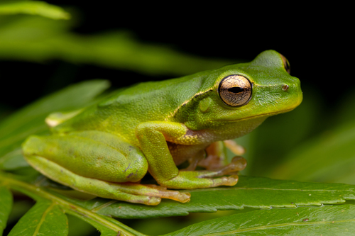 How to identify Ranoidea phyllochroa (Günther, 1863)