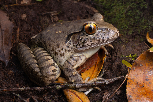 Mixophyes iteratus Straughan, 1968
