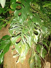 Monstera adansonii image