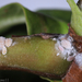 Citrus Mealybug - Photo (c) Erin Powell, all rights reserved, uploaded by Erin Powell