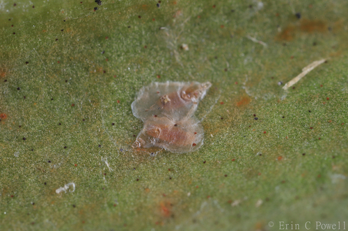 Genus Pinnaspis · iNaturalist