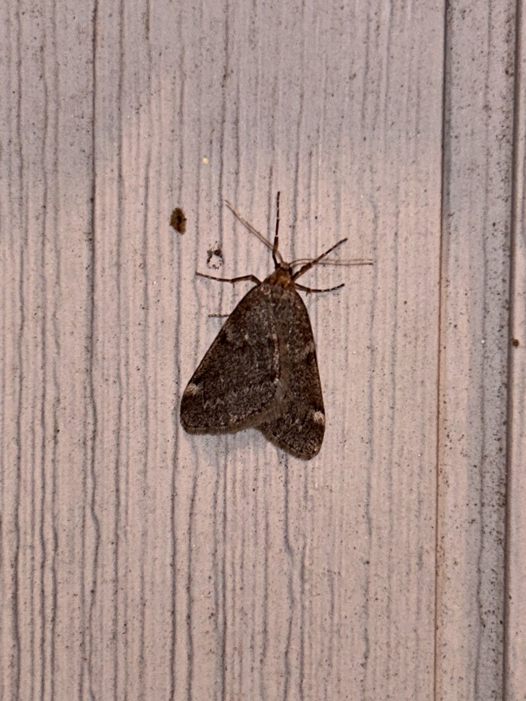 Fall cankerworm moth from long island centerport ny us on december 9
