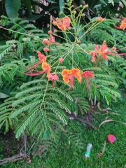 Caesalpinia pulcherrima image