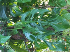 Monstera adansonii image