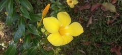 Allamanda cathartica image