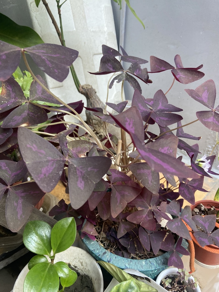 false shamrock from 臺灣島, 永康區, TNN, TW on December 10, 2023 at 10:21 AM