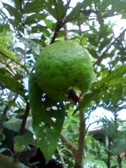 Psidium guajava image