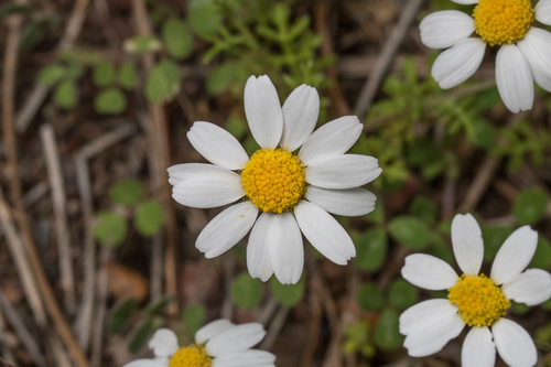 Anthemis macrotis