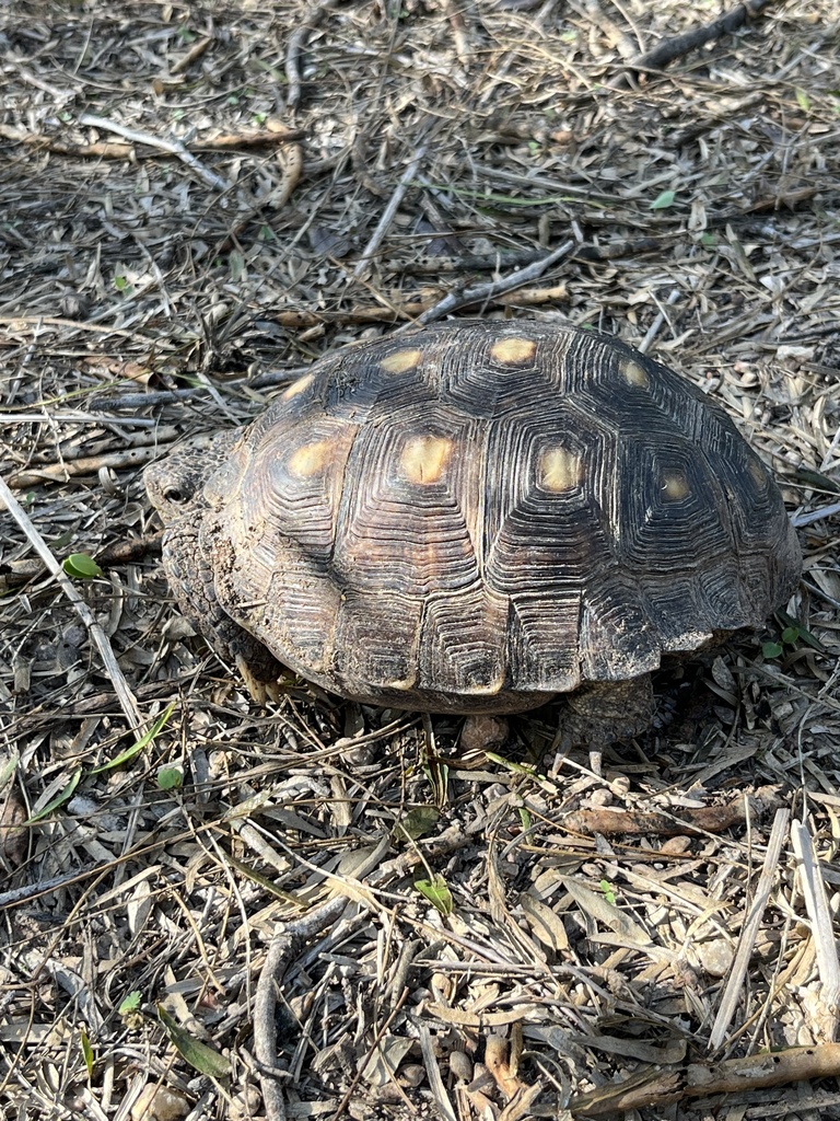 Texas Tortoise in November 2023 by Aaron Guerra · iNaturalist