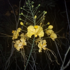 Caesalpinia pulcherrima image