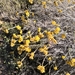 Helichrysum stoechas - Photo (c) Carlos Martínez García, כל הזכויות שמורות