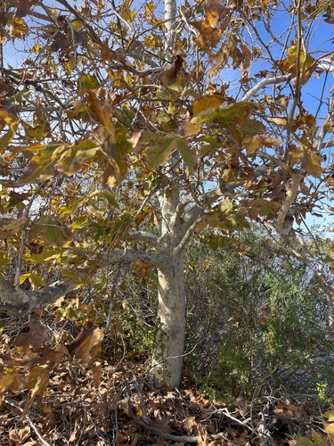 iNaturalist observation photo of western sycamore