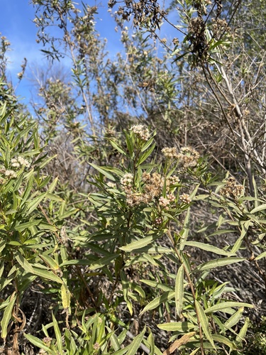 iNaturalist observation photo of mule fat