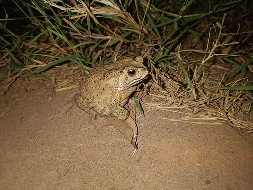 Asian Common Toad