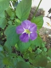 Asystasia gangetica image