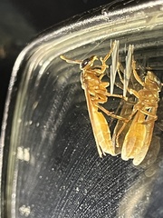 Apoica pallens image