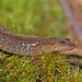 Northern Dusky Salamander - Photo (c) J.P. Lawrence, all rights reserved, uploaded by J.P. Lawrence