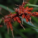 Carex baccans - Photo (c) 小雨滴, todos los derechos reservados, subido por 小雨滴