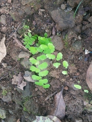 Adiantum philippense image