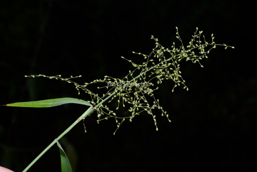 Panicum incomtum (Panicum incomtum)