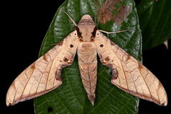 Protambulyx strigilis image
