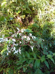 Begonia guaduensis image