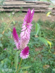 Celosia argentea image