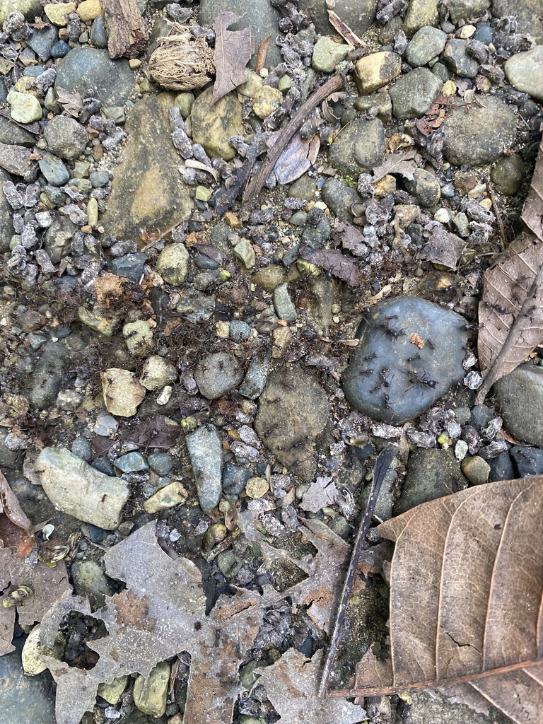 Labidus praedator from Parque Nacional Soberanía, Colón, PA on December ...