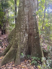 Sterculia apetala image