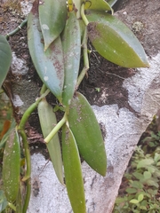 Vanilla planifolia image