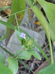 Ruellia blechum image