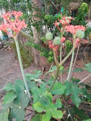 Jatropha podagrica image