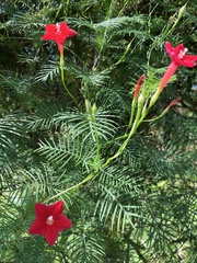 Ipomoea quamoclit image