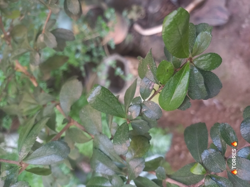 Ehretia monopyrena image