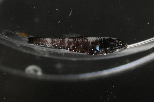 Lepidophanes