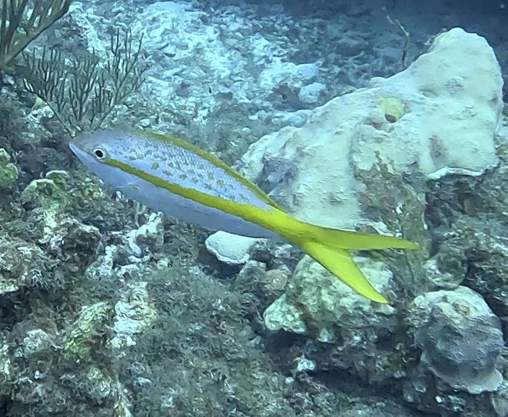 Yellowtail snapper