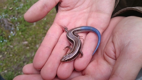 iNaturalist observation photo of Western Skink